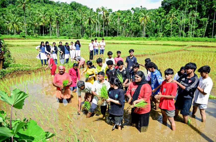 പാഠപുസ്തകത്തിൽ നിന്ന് പാടത്തേക്ക്; അമ്പലത്തറ സ്കൂൾ എൻഎസ്എസ് വിദ്യാർത്ഥികളുടെ 'വയൽ വസന്തം'