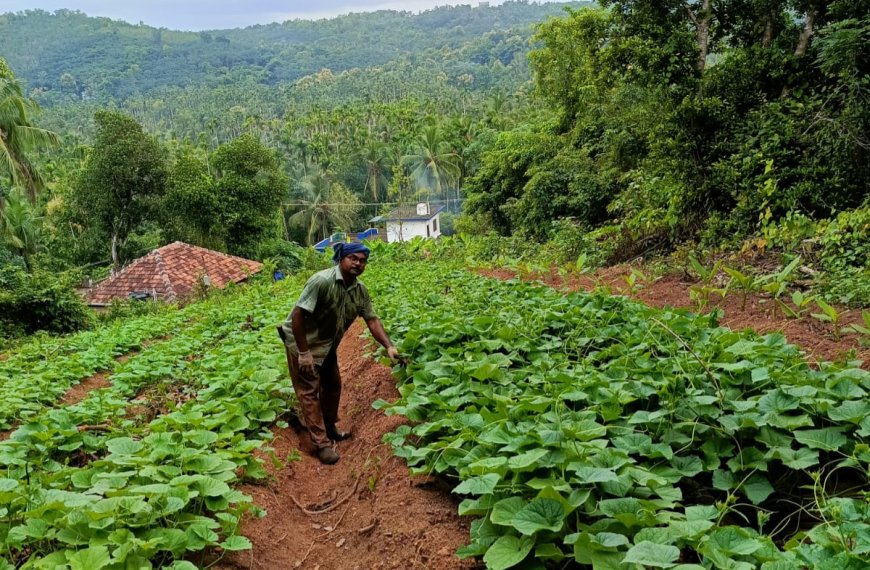 മഴ ചതിച്ചു; ഓണം ലക്ഷ്യമിട്ട പച്ചക്കറി കൃഷി പ്രതിസന്ധിയിൽ