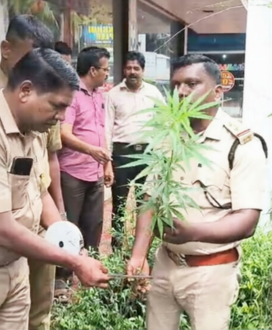 ചെറുവത്തൂർ റെയിൽവേ സ്റ്റേഷൻ റോഡിൽ കഞ്ചാവ് ചെടി കണ്ടെത്തി