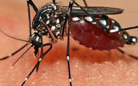 പുല്ലൂർ-പെരിയയിൽ ഡെങ്കിപ്പനി വ്യാപനം; രോഗബാധിതർ 18 ആയി