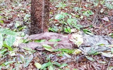 ബളാന്തോട് വനമേഖലയിൽ അഴുകിയ നിലയിൽ മൃതദേഹം; തലയും ശരീരവും വേർപെട്ട നിലയിൽ