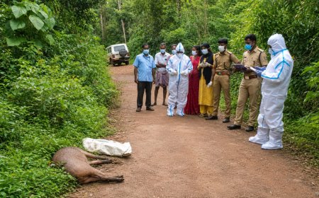 കാട്ടുപന്നികളുടെ കൂട്ടമരണം; വൊർക്കാടിയിൽ അധികൃതർ പരിശോധന തുടങ്ങി
