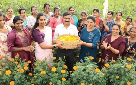 ഓണക്കാലത്ത് വർണവസന്തമൊരുക്കി കുടുംബശ്രീയുടെ ചെണ്ടുമല്ലി കൃഷി