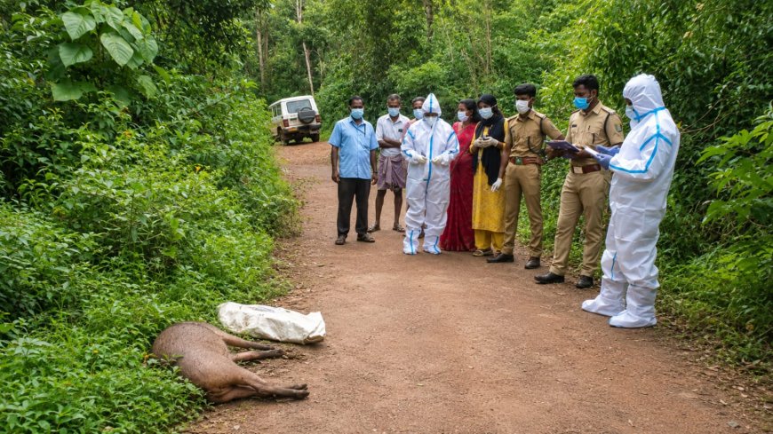 കാട്ടുപന്നികളുടെ കൂട്ടമരണം; വൊർക്കാടിയിൽ അധികൃതർ പരിശോധന തുടങ്ങി