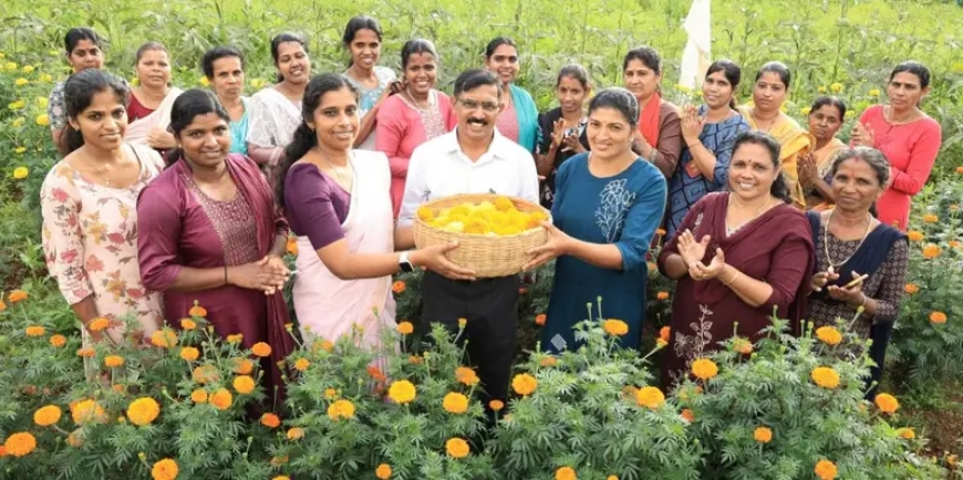 ഓണക്കാലത്ത് വർണവസന്തമൊരുക്കി കുടുംബശ്രീയുടെ ചെണ്ടുമല്ലി കൃഷി