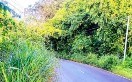 ചിറ്റാരിക്കാൽ റോഡിൽ കാട് പടർന്ന് അപകടഭീഷണിയിൽ