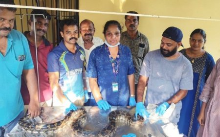 പരിക്കേറ്റ പെരുമ്പാമ്പിന് രക്ഷകരായി വനംവകുപ്പും പാമ്പുപിടുത്തക്കാരനും