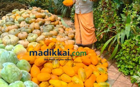 കാലാവസ്ഥാ വ്യതിയാനം പച്ചക്കറി കർഷകർക്ക് ഇരുട്ടടിയായി; വിളവെടുപ്പ് നേരത്തെയാക്കി