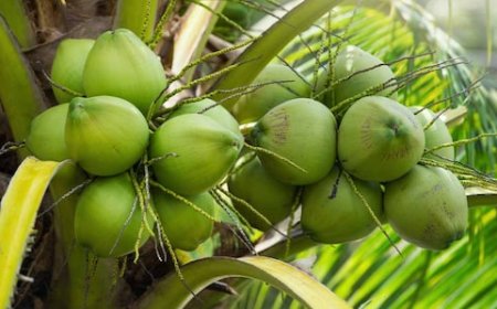 മടിക്കൈ കൃഷിഭവൻ കല്പ സമൃദ്ധി തെങ്ങ് കൃഷി സബ്സിഡി; വളവും കുമ്മായവും വാങ്ങാം