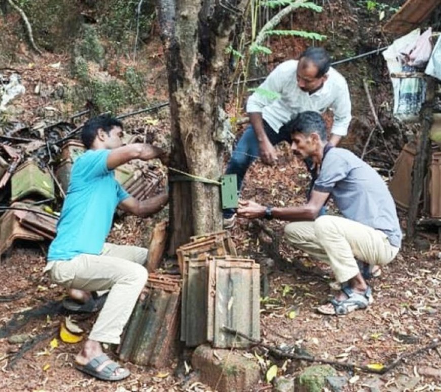 പാണത്തൂർ: ജനവാസ മേഖലയിൽ പുലി ഭീതി; പരിയാരത്ത് വനംവകുപ്പ് നിരീക്ഷണ ക്യാമറകൾ സ്ഥാപിച്ചു