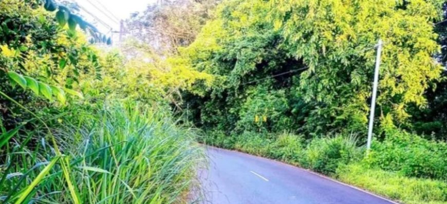 ചിറ്റാരിക്കാൽ റോഡിൽ കാട് പടർന്ന് അപകടഭീഷണിയിൽ