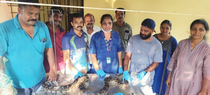 പരിക്കേറ്റ പെരുമ്പാമ്പിന് രക്ഷകരായി വനംവകുപ്പും പാമ്പുപിടുത്തക്കാരനും