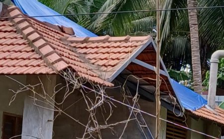 തെങ്ങ് മുറിച്ചുമാറ്റാൻ ഉത്തരവുണ്ടായിട്ടും നടപടിയില്ലെന്ന് പരാതി; വിശദീകരണവുമായി പഞ്ചായത്ത് പ്രസിഡന്റ്