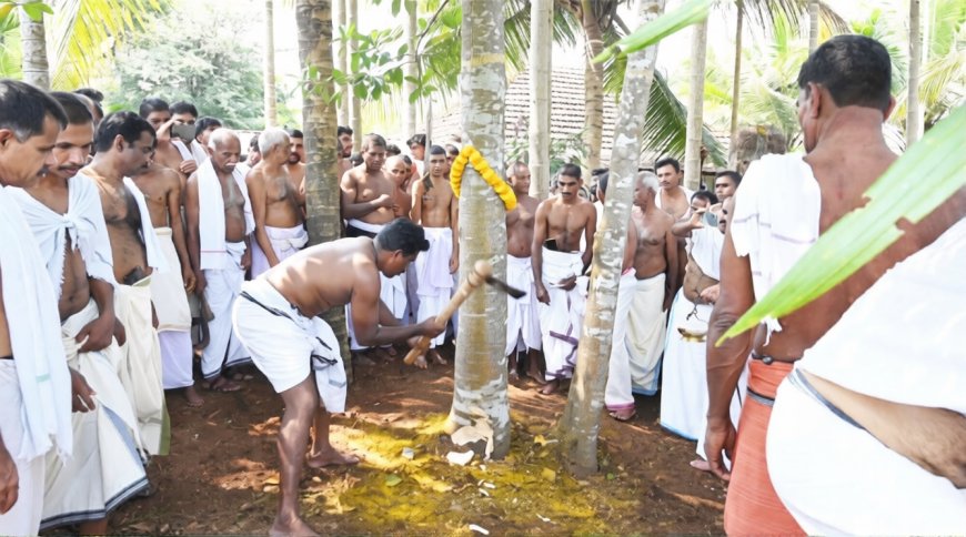 16 വർഷങ്ങൾക്ക് ശേഷം ഒറ്റക്കോല മഹോത്സവം; നാൾമരം മുറിച്ചു